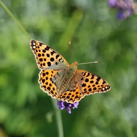 Mobile Im Mit Seezugang * Dabel