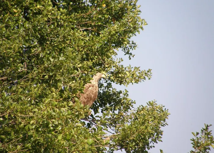 Ferienhaus Mobile Im Mit Seezugang Dabel